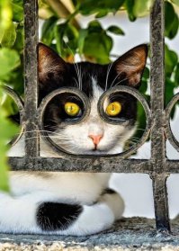 Непревзойденные мастера скрытности!