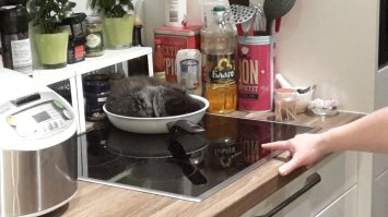 Не любите кошек ? Вы просто их готовить не умеете ;)