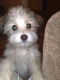 Щенки все милые) До того, как выгрызут провода, обувь. косметику, одежду и обои(((