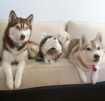 Непревзойденные мастера скрытности!