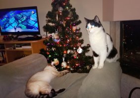 Наши хвостатые и украшать помогали и к столу подсели