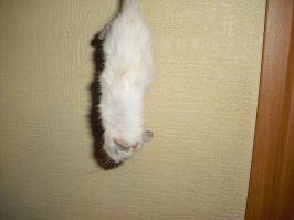 даже крысенок- альбинос попался. он такой мииилый.