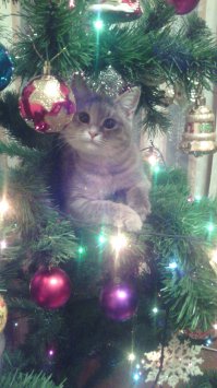 Моя елка была красивая, сначала. Сейчас остались, звезда и огоньки....