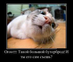 Подборка демотиваторов и просто смешных картинок