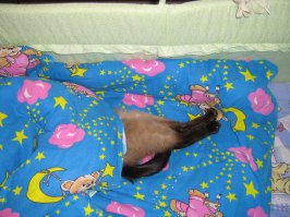 14 доводов в пользу срочной покупки пушистого любимца вашим детям