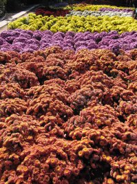 Никитский ботанический сад, ноябрь 2015