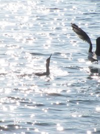 Чайка не влезла полностью в кадр, не успел :)