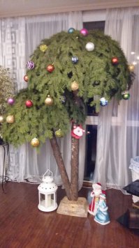 У кого самая красивая ёлочка? 