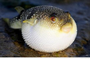 16 деликатесных блюд и напитков, запрещенных во многих странах мира