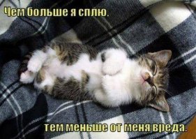 Прикольные коты