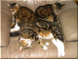 Прикольные коты