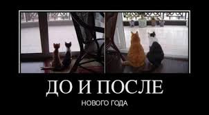 Прикольные коты