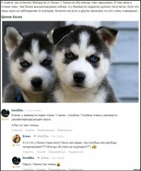 Судя по недавнему посту "Как отличить Хаски от Маламута" - бОльшая часть из представленных собак - НЕ хаски.
У хаски на лбу член, а у маламута - сердечко