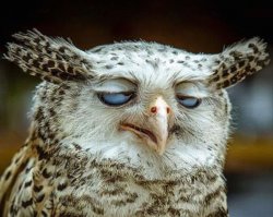 Осовевшая сова! Это круто!  :)