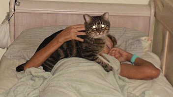 Мой зверь спит только у меня на груди положив свою морду мне на лицо. Ему так удобно,и мое мнение его не волнует.