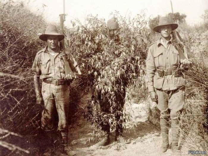 "Австралийские бойцы и пленный турецкий снайпер, замаскированный под куст конопли." Столько вопросов... :)
