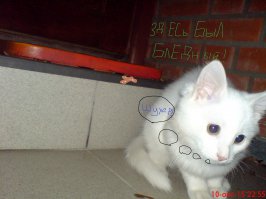 Коты, они же как люди