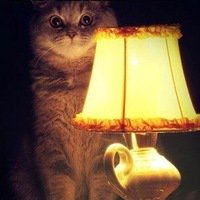 Сказал, что оплаты не надо, но номер каторчки предоставил, да.