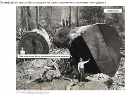 Всё познается в сравнении. Десяток таких деревьев - вот и вся биомасса Центрального парка.