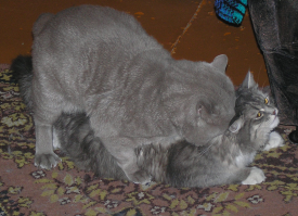 да, совсем как люди :) хорошо провести время :)
кошка моя, кот нет