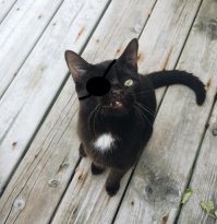 Уэсли — одноглазый котёнок-пират, ставший новой звездой Instagram