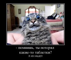 Прикольные коты