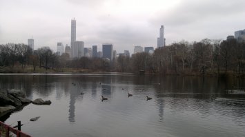 декабрь 2014, утки