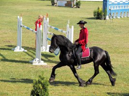 Это не тяжеловоз. Они выводились именно как каретные лошади.
Сейчас больше, наверно, используются как верховые, ну и для драйвинга, как в статье сказано, и для карет...