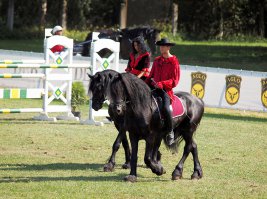 Фризская лошадь