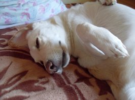 Доброе дело сделали! Думаю непременно зачтётся.
У меня дочка собакена щеночком на  помойке подобрала. Лаброктото с лаброкемто. Теперь такой барин вырос...