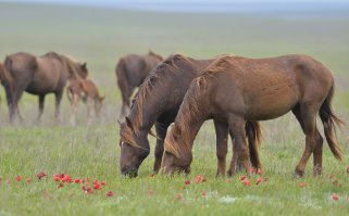 Остров диких лошадей
На острове Водный на озере Маныч-Гудило в Ростовской области живут дикие лошади. Красивые, крупные, породные. Уже пять с лишним десятилетий они не знают, что такое седло, уздечка и прикосновение человеческих рук.