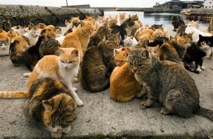 Остров кошек Аошима, Япония