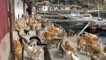 Остров кошек Аошима, Япония