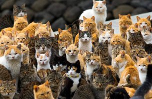 Остров кошек Аошима, Япония