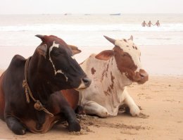 ГОА, Анджуна.