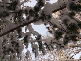 Скорей это северный урал