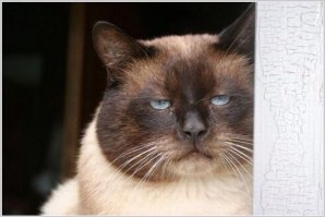 Коты, они же как люди