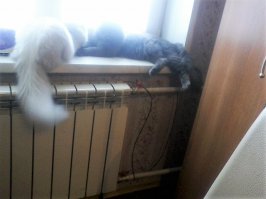 похвастаюсь хвостами моих котов