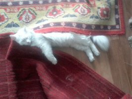 а мои любят спать там где все ходят, или прячутся там  где на них обязательно наступят