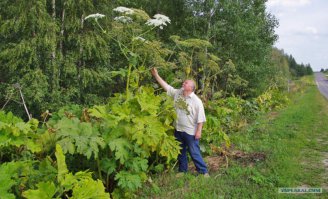 а как же борщевик?