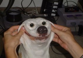 Собаки-улыбаки от австралийского фотографа