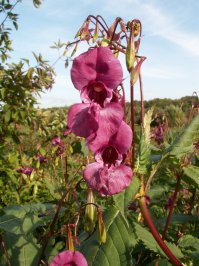 Люди, кто знает, как правильно называется это растение?
В народе именуют "стрелец", а по науке как?