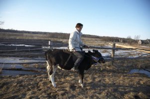 Ну вы, блин, и вспомнили...
Эту корову, небось, уже съели давным-давно. Ну, эт я утрирую. Работает обычной коровой, рожает телят, дает молоко...
Тут некоторые специалисты ее уже бычком обозвали... Поясню.
Это телка (по человеческим понятиям - "девушка"). Вымя у телок еще не заметно. Утолщение посреди пуза, которое спецы принимают за препуций (конец х...я), имеется у многих (почти всех) пород, у некоторых больше, у некоторых почти нет.
Начсет верховой езды и прочих развлечений: многие телки и бычки в моолодости хорошо поддаются и дрессировке и объездке. Не надо даже лезть в Германию, у вас в России тоже некоторые так ездят. 
Проблема в том, что с возрастом, к зрелости, эта восприимчивость к обучению у подавляющего большинства сходит на  нет. Корова становится просто коровой, годной только на молоко или мясо...
Но, не часто, некоторые сохраняют способности и в зрелости.
Фотки ниже, если не путаю, как раз, из России. Хозяйка, конник,  занималась с ней просто так, по приколу. Ездила, немножко прыгала, делали некоторые трюки и общую дрессуру. Говорит, когда выросла, отупела, стала обычной коровой...