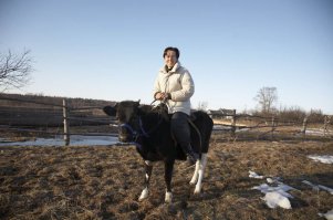 Ну вы, блин, и вспомнили...
Эту корову, небось, уже съели давным-давно. Ну, эт я утрирую. Работает обычной коровой, рожает телят, дает молоко...
Тут некоторые специалисты ее уже бычком обозвали... Поясню.
Это телка (по человеческим понятиям - "девушка"). Вымя у телок еще не заметно. Утолщение посреди пуза, которое спецы принимают за препуций (конец х...я), имеется у многих (почти всех) пород, у некоторых больше, у некоторых почти нет.
Начсет верховой езды и прочих развлечений: многие телки и бычки в моолодости хорошо поддаются и дрессировке и объездке. Не надо даже лезть в Германию, у вас в России тоже некоторые так ездят. 
Проблема в том, что с возрастом, к зрелости, эта восприимчивость к обучению у подавляющего большинства сходит на  нет. Корова становится просто коровой, годной только на молоко или мясо...
Но, не часто, некоторые сохраняют способности и в зрелости.
Фотки ниже, если не путаю, как раз, из России. Хозяйка, конник,  занималась с ней просто так, по приколу. Ездила, немножко прыгала, делали некоторые трюки и общую дрессуру. Говорит, когда выросла, отупела, стала обычной коровой...