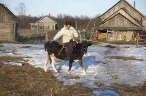 Ну вы, блин, и вспомнили...
Эту корову, небось, уже съели давным-давно. Ну, эт я утрирую. Работает обычной коровой, рожает телят, дает молоко...
Тут некоторые специалисты ее уже бычком обозвали... Поясню.
Это телка (по человеческим понятиям - "девушка"). Вымя у телок еще не заметно. Утолщение посреди пуза, которое спецы принимают за препуций (конец х...я), имеется у многих (почти всех) пород, у некоторых больше, у некоторых почти нет.
Начсет верховой езды и прочих развлечений: многие телки и бычки в моолодости хорошо поддаются и дрессировке и объездке. Не надо даже лезть в Германию, у вас в России тоже некоторые так ездят. 
Проблема в том, что с возрастом, к зрелости, эта восприимчивость к обучению у подавляющего большинства сходит на  нет. Корова становится просто коровой, годной только на молоко или мясо...
Но, не часто, некоторые сохраняют способности и в зрелости.
Фотки ниже, если не путаю, как раз, из России. Хозяйка, конник,  занималась с ней просто так, по приколу. Ездила, немножко прыгала, делали некоторые трюки и общую дрессуру. Говорит, когда выросла, отупела, стала обычной коровой...