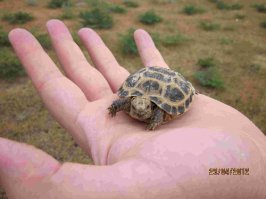 Вот что я увидел в Азии: в Казахстане. Паук-фаланга и черепашенок