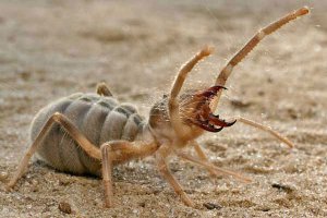 это похлеще