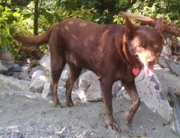 Вот одна из самых вечнопреданных собак - Австралийский Келпи.
Посмотрите фильм "Рыжий Пес" - как собака обошла всю Австралию в поисках своего хозяина и найдя его могилу, легла на нее и умерла! Вот это преданность!!!
Наша Келпи тоже такая, без хозяина жить нормально не может...