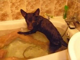 Вот одна из самых вечнопреданных собак - Австралийский Келпи.
Посмотрите фильм "Рыжий Пес" - как собака обошла всю Австралию в поисках своего хозяина и найдя его могилу, легла на нее и умерла! Вот это преданность!!!
Наша Келпи тоже такая, без хозяина жить нормально не может...