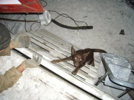 Вот одна из самых вечнопреданных собак - Австралийский Келпи.
Посмотрите фильм "Рыжий Пес" - как собака обошла всю Австралию в поисках своего хозяина и найдя его могилу, легла на нее и умерла! Вот это преданность!!!
Наша Келпи тоже такая, без хозяина жить нормально не может...